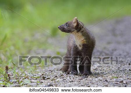 European pine marten (Martes martes) on forest road, Tyrol, Austria, Europe View Large Photo Image Stock Image - European pine marten (Martes martes) on forest road, Tyrol, Austria, Europe. Fotosearch