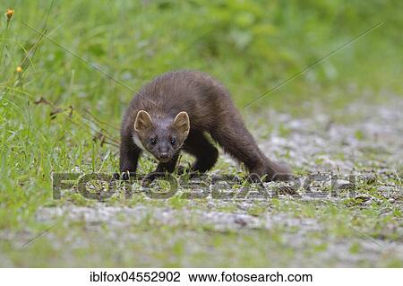 European pine marten (Martes martes) on forest road, Tyrol, Austria, Europe View Large Photo Image Stock Image - European pine marten (Martes martes) on forest road, Tyrol, Austria, Europe. Fotosearch