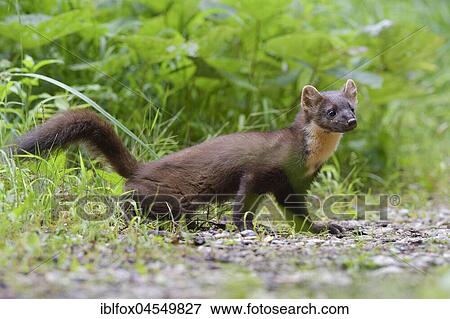 European pine marten (Martes martes) on forest road, Tyrol, Austria, Europe View Large Photo Image Stock Photo - European pine marten (Martes martes) on forest road, Tyrol, Austria, Europe. Fotosearch