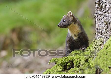 Stock Photo - European pine marten (Martes martes) on a moss-covered tree root, Tyrol, Austria, Europe. Fotosearch