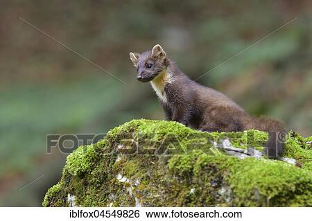 European pine marten (Martes martes) on a moss-covered rock, Tyrol, Austria, Europe View Large Photo Image Stock Photograph - European pine marten (Martes martes) on a moss-covered rock, Tyrol, Austria, Europe. Fotosearch