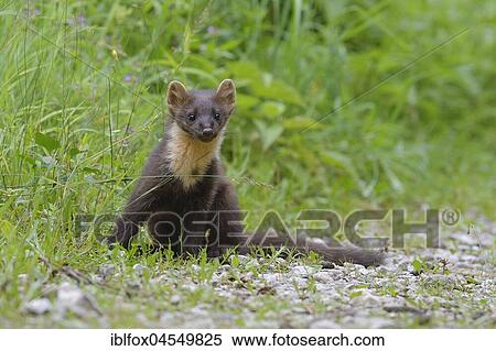 European pine marten (Martes martes) on forest road, Tyrol, Austria, Europe View Large Photo Image Stock Photography - European pine marten (Martes martes) on forest road, Tyrol, Austria, Europe. Fotosearch