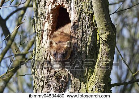 Stock Image - European pine marten (Martes martes), male peeking out of a knothole, resting place, natural park river landscape Peenetal, Mecklenburg-Western Pomerania, Germany, Europe. Fotosearch