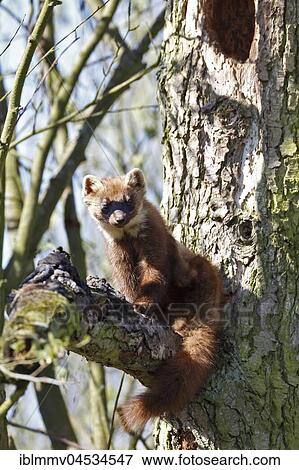 European pine marten (Martes martes), male sitting on a branch, marking territorial boundaries, natural park river landscape Peenetal, Mecklenburg-Western Pomerania, Germany, Europe View Large Photo Image Stock Photo - European pine marten (Martes martes), male sitting on a branch, marking territorial boundaries, natural park river landscape Peenetal, Mecklenburg-Western Pomerania, Germany, Europe. Fotosearch