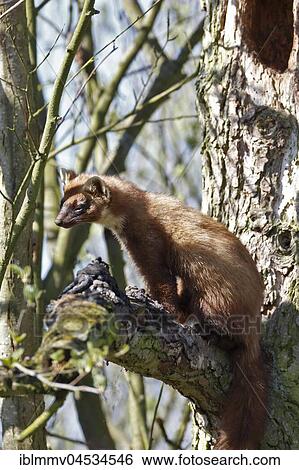 Stock Photograph - European pine marten (Martes martes), male sitting on a branch, marking territorial boundaries, natural park river landscape Peenetal, Mecklenburg-Western Pomerania, Germany, Europe. Fotosearch