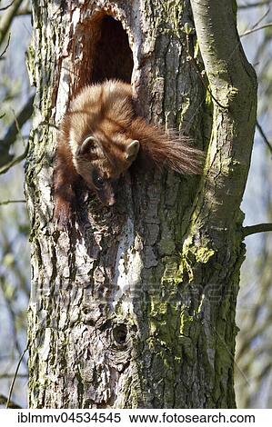 European pine marten (Martes martes), male climbing out of a knothole, resting place, natural park river landscape Peenetal, Mecklenburg-Western Pomerania, Germany, Europe View Large Photo Image Stock Photography - European pine marten (Martes martes), male climbing out of a knothole, resting place, natural park river landscape Peenetal, Mecklenburg-Western Pomerania, Germany, Europe. Fotosearch