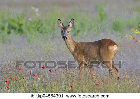 European roe deer (Capreolus capreolus) in a meadow, Biosphere Reserve Oberlausitzer Heide- und Teichlandschaft, Saxony, Germany, Europe View Large Photo Image Stock Image - European roe deer (Capreolus capreolus) in a meadow, Biosphere Reserve Oberlausitzer Heide- und Teichlandschaft, Saxony, Germany, Europe. Fotosearch