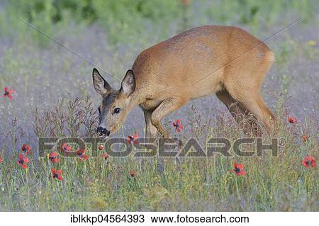 European roe deer (Capreolus capreolus) in the field, Biosphere Reserve Oberlausitzer Heide- und Teichlandschaft, Saxony, Germany, Europe View Large Photo Image Stock Image - European roe deer (Capreolus capreolus) in the field, Biosphere Reserve Oberlausitzer Heide- und Teichlandschaft, Saxony, Germany, Europe. Fotosearch