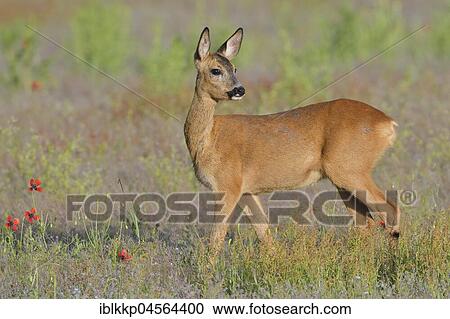 European roe deer (Capreolus capreolus) in a meadow, Biosphere Reserve Oberlausitzer Heide- und Teichlandschaft, Saxony, Germany, Europe View Large Photo Image Stock Image - European roe deer (Capreolus capreolus) in a meadow, Biosphere Reserve Oberlausitzer Heide- und Teichlandschaft, Saxony, Germany, Europe. Fotosearch
