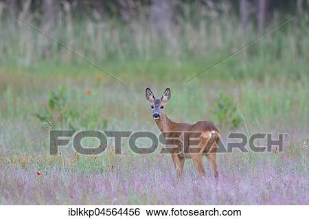 Stock Photograph - European roe deer (Capreolus capreolus) on a clearing, Upper Lusatian Heath and Pond Landscape Biosphere Reserve, Saxony, Germany, Europe. Fotosearch