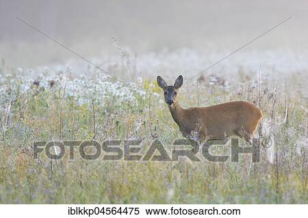 European roe deer (Capreolus capreolus) in a meadow in the morning mist, Biosphere Reserve Oberlausitzer Heide- und Teich Landscape, Saxony, Germany, Europe View Large Photo Image Stock Photography - European roe deer (Capreolus capreolus) in a meadow in the morning mist, Biosphere Reserve Oberlausitzer Heide- und Teich Landscape, Saxony, Germany, Europe. Fotosearch