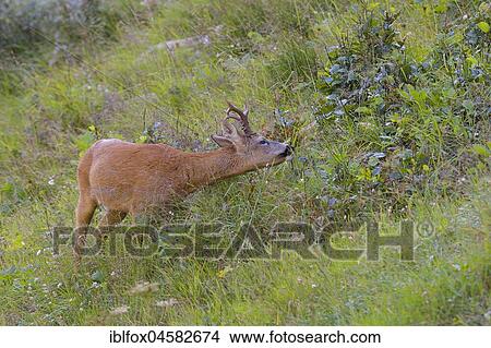 Picture - European roe deerbock (Capreolus capreolus), eats grasses on a mountain meadow, Tyrol, Austria, Europe. Fotosearch