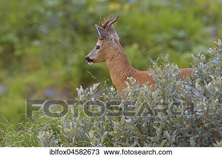 European roe deerbock (Capreolus capreolus), portrait, in the habitat, Tyrol, Austria, Europe View Large Photo Image Stock Image - European roe deerbock (Capreolus capreolus), portrait, in the habitat, Tyrol, Austria, Europe. Fotosearch
