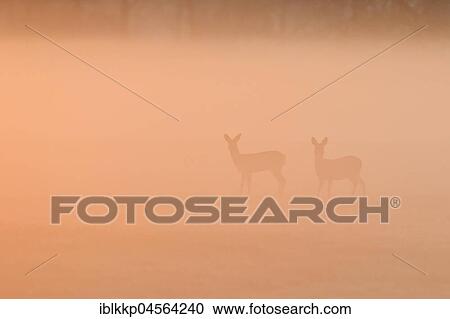 Stock Image - European roe deers (Capreolus capreolus) in a meadow in the morning mist, Biosphere Reserve Middle Elbe, Saxony-Anhalt, Germany, Europe. Fotosearch