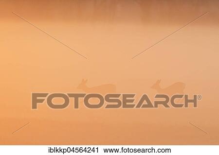 European roe deers (Capreolus capreolus) run in a meadow in the morning mist, Biosphere Reserve Middle Elbe, Saxony-Anhalt, Germany, Europe View Large Photo Image Stock Image - European roe deers (Capreolus capreolus) run in a meadow in the morning mist, Biosphere Reserve Middle Elbe, Saxony-Anhalt, Germany, Europe. Fotosearch