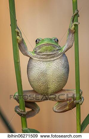 European tree frog (Hyla arborea) Middle Elbe Biosphere Reserve, Saxony-Anhalt, Germany, Europe View Large Photo Image Stock Photo - European tree frog (Hyla arborea) Middle Elbe Biosphere Reserve, Saxony-Anhalt, Germany, Europe. Fotosearch