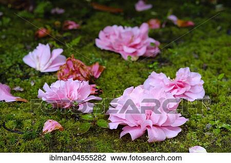 Stock Image - Faded flowers of Camellia (Camellia) are lying on the ground, Trewidden Garden, near Penzance, Cornwall, England, Great Britain. Fotosearch