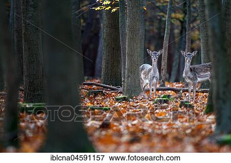 Stock Photo - Fall fallow deer (Dama dama), two females, fall, Hesse, Germany, Europe. Fotosearch
