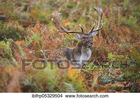 Fallow deer, Dama dama, Richmond Park, London, England, United Kingdom, Europe View Large Photo Image Picture - Fallow deer, Dama dama, Richmond Park, London, England, United Kingdom, Europe. Fotosearch