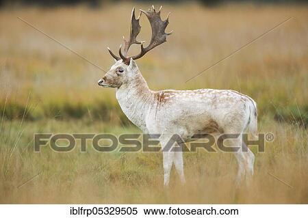 Stock Photography - Fallow deer, Dama dama, Richmond Park, London, England, United Kingdom, Europe. Fotosearch