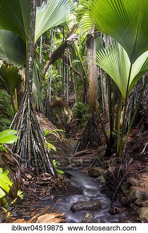 Stock Photography - Fan palms in the Vallée de Mai National Park, Praslin, Indian Ocean, Seychelles, Africa. Fotosearch