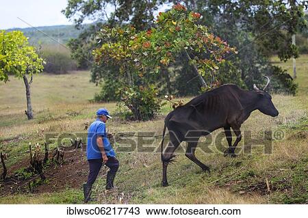 Stock Image - Farmer with cow, Viñales valley, Cuba, Central America. Fotosearch