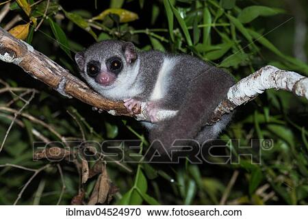 Fat-tailed dwarf lemur (Cheirogaleus medius) in the tree, Kirindy National Park, Madagascar, Africa View Large Photo Image Stock Image - Fat-tailed dwarf lemur (Cheirogaleus medius) in the tree, Kirindy National Park, Madagascar, Africa. Fotosearch