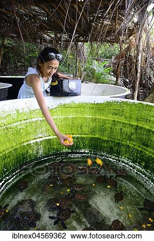 Stock Image - Feeding of the pubs in a tub, Hawksbill sea turtles (Eretmochelys imbricata), turtle breeding station Tranquility Resort, Lelepa Island, Efate Island, Vanuatu, South Sea, Oceania. Fotosearch