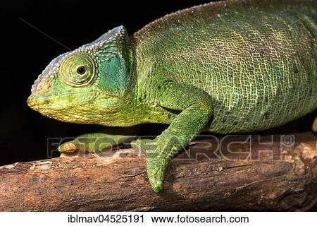 Female chameleon (Calumma ambreense), Amber Mountain National Park, Diana, Madagascar, Africa View Large Photo Image Stock Image - Female chameleon (Calumma ambreense), Amber Mountain National Park, Diana, Madagascar, Africa. Fotosearch