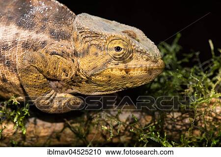 Female chameleon (Calumma ambreense), Amber Mountain National Park, Diana, Madagascar, Africa View Large Photo Image Stock Image - Female chameleon (Calumma ambreense), Amber Mountain National Park, Diana, Madagascar, Africa. Fotosearch