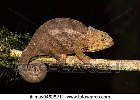 Female chameleon (Calumma ambreense), Amber Mountain National Park, Diana, Madagascar, Africa View Large Photo Image Stock Image - Female chameleon (Calumma ambreense), Amber Mountain National Park, Diana, Madagascar, Africa. Fotosearch