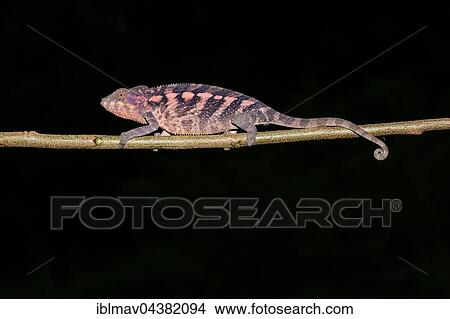 Female panther chameleon (Furcifer Pardalis) on branch, Ankify, Diana, Madagascar, Africa View Large Photo Image Picture - Female panther chameleon (Furcifer Pardalis) on branch, Ankify, Diana, Madagascar, Africa. Fotosearch