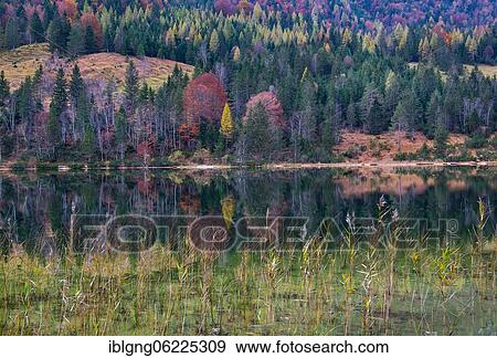 Ferchensee with autumn colours, Mittenwald, Isartal, Werdenfelser Land, Upper Bavaria, Bavaria, Germany, Europe View Large Photo Image Stock Photo - Ferchensee with autumn colours, Mittenwald, Isartal, Werdenfelser Land, Upper Bavaria, Bavaria, Germany, Europe. Fotosearch