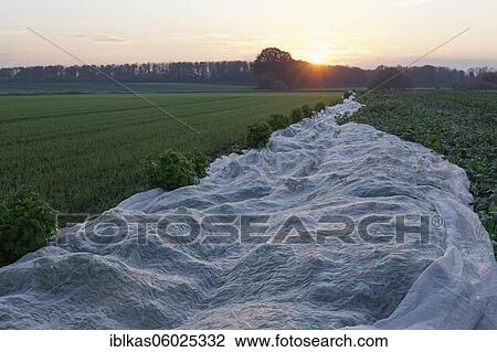 Stock Image - Field cultivation in November, winter wheat and cabbage covered with tarpaulin, sunset, Lower Rhine, North Rhine-Westphalia, Germany, Europe. Fotosearch