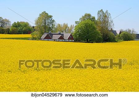 Stock Photo - Field of rape and a farm, Rynge, Scania, South Sweden, Sweden, Europe. Fotosearch