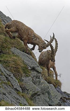 Fighting Alpine Ibexes (Capra ibex), male, Hohe Tauern National Park, Carinthia, Austria, Europe View Large Photo Image Stock Photo - Fighting Alpine Ibexes (Capra ibex), male, Hohe Tauern National Park, Carinthia, Austria, Europe. Fotosearch