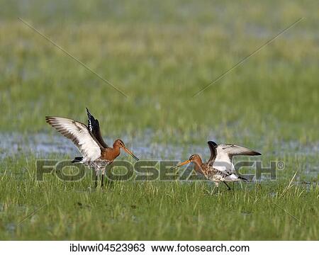 Fighting black-tailed godwits (Limosa limosa) in a meadow, Lake Dümmer See, Mecklenburg-Western Pomerania, Germany, Europe View Large Photo Image Stock Image - Fighting black-tailed godwits (Limosa limosa) in a meadow, Lake Dümmer See, Mecklenburg-Western Pomerania, Germany, Europe. Fotosearch