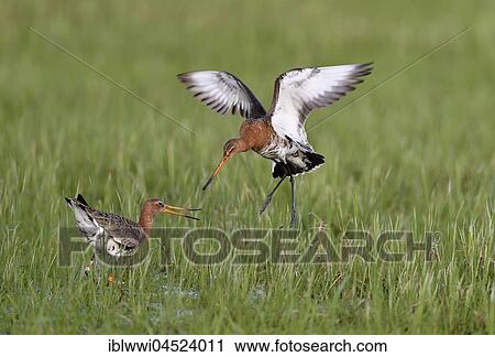 Fighting black-tailed godwits (Limosa limosa) in meadow, Dümmer-See, Mecklenburg-Western Pomerania, Germany, Europe View Large Photo Image Stock Image - Fighting black-tailed godwits (Limosa limosa) in meadow, Dümmer-See, Mecklenburg-Western Pomerania, Germany, Europe. Fotosearch