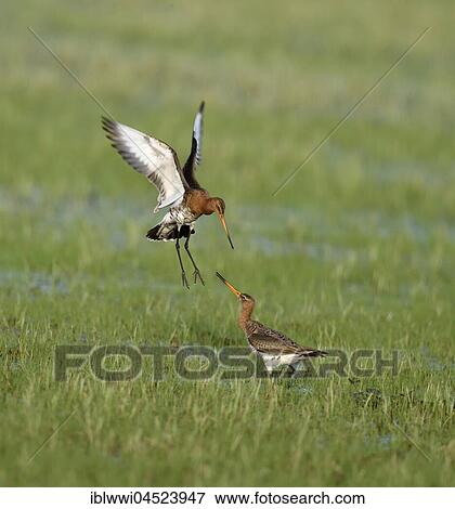 Stock Photo - Fighting black-tailed godwits (Limosa limosa) in a meadow, Lake Dümmer See, Mecklenburg-Western Pomerania, Germany, Europe. Fotosearch