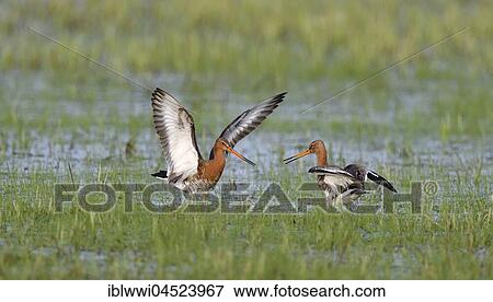 Stock Photo - Fighting black-tailed godwits (Limosa limosa) in a meadow, Lake Dümmer See, Mecklenburg-Western Pomerania, Germany, Europe. Fotosearch