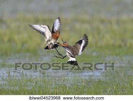 Stock Photo - Fighting black-tailed godwits (Limosa limosa) in a meadow, Lake Dümmer See, Mecklenburg-Western Pomerania, Germany, Europe. Fotosearch