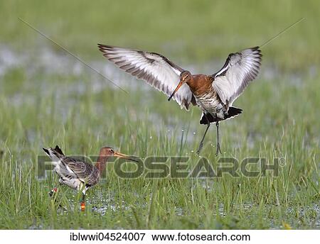 Stock Photo - Fighting black-tailed godwits (Limosa limosa) in meadow, Dümmer-See, Mecklenburg-Western Pomerania, Germany, Europe. Fotosearch