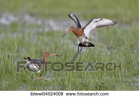 Stock Photo - Fighting black-tailed godwits (Limosa limosa) in meadow, Dümmer-See, Mecklenburg-Western Pomerania, Germany, Europe. Fotosearch