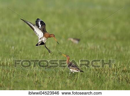 Stock Photograph - Fighting black-tailed godwits (Limosa limosa) in a meadow, Lake Dümmer See, Mecklenburg-Western Pomerania, Germany, Europe. Fotosearch