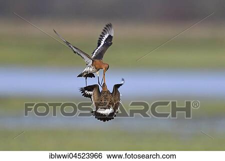 Fighting black-tailed godwits (Limosa limosa) in a meadow, Lake Dümmer See, Mecklenburg-Western Pomerania, Germany, Europe View Large Photo Image Stock Photograph - Fighting black-tailed godwits (Limosa limosa) in a meadow, Lake Dümmer See, Mecklenburg-Western Pomerania, Germany, Europe. Fotosearch