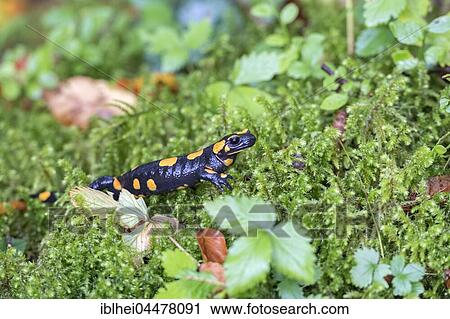 Stock Image - Fire salamander (Salamandra salamandra) in the moss, Almtal, Upper Austria, Austria, Europe. Fotosearch