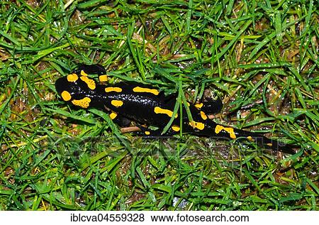 Fire salamander (Salamandra salamandra) runs over damp meadow, Harz, Saxony-Anhalt, Germany, Europe View Large Photo Image Stock Photo - Fire salamander (Salamandra salamandra) runs over damp meadow, Harz, Saxony-Anhalt, Germany, Europe. Fotosearch