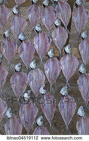 Fish drying in the sun, beach Praia da Nazare, Nazare, Oeste, Leiria district, Portugal, Europe View Large Photo Image Stock Image - Fish drying in the sun, beach Praia da Nazare, Nazare, Oeste, Leiria district, Portugal, Europe. Fotosearch