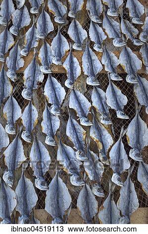 Fish drying in the sun, beach Praia da Nazare, Nazare, Oeste, Leiria district, Portugal, Europe View Large Photo Image Stock Image - Fish drying in the sun, beach Praia da Nazare, Nazare, Oeste, Leiria district, Portugal, Europe. Fotosearch
