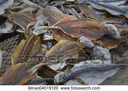 Stock Image - Fish drying in the sun, beach Praia da Nazare, Nazare, Oeste, Leiria district, Portugal, Europe. Fotosearch